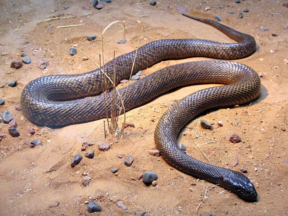 Rắn Inland Taipan (Oxyuranus microlepidotus)