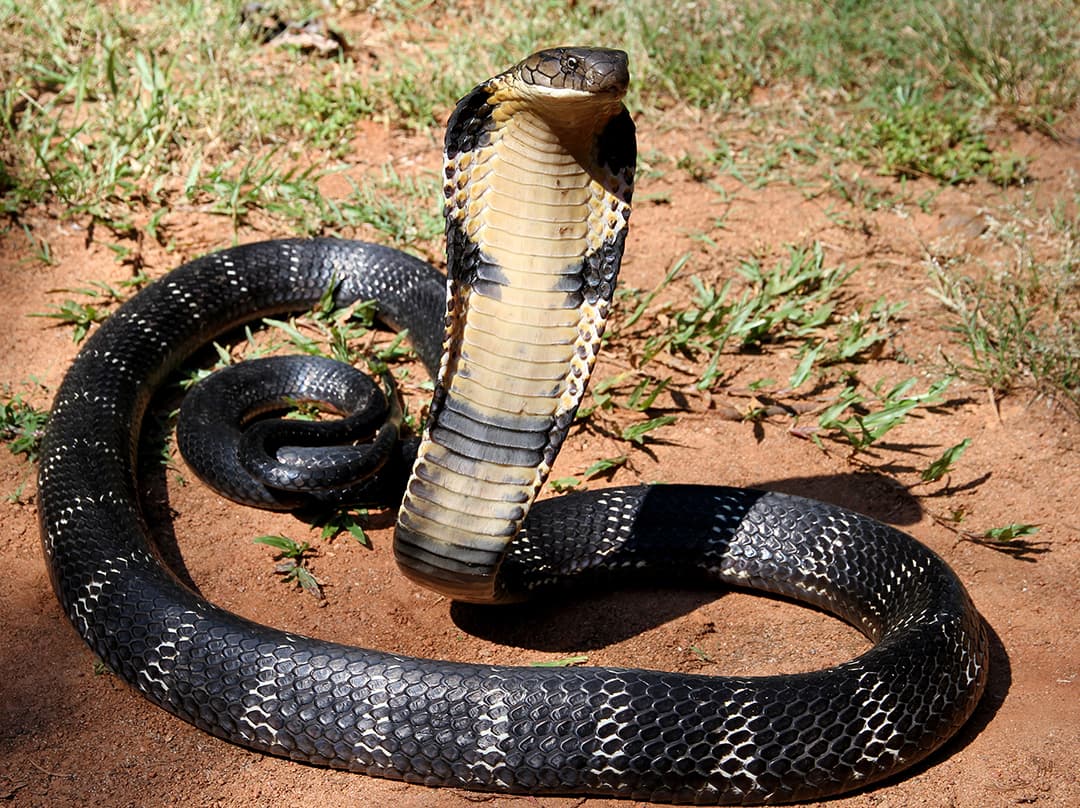 Rắn King Cobra (Ophiophagus hannah)