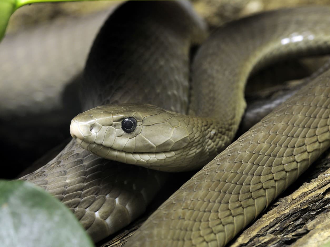 Rắn Mamba Đen (Dendroaspis polylepis)