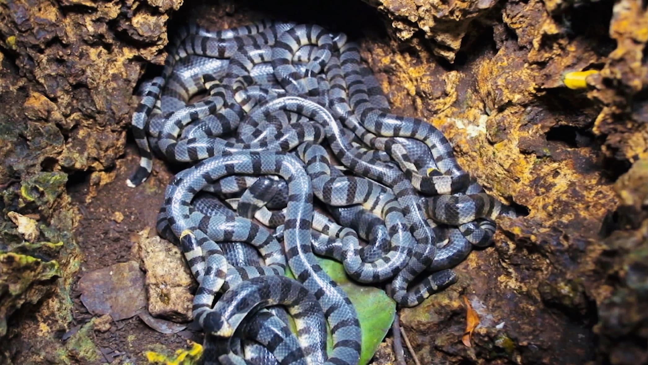 Rắn Cạp Nèo (Naja naja)